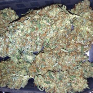Berkeley 28 grams