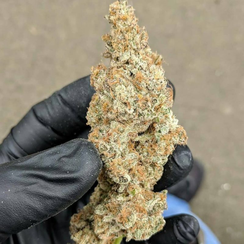Blueberry Shortcake 28 grams   Plus 5 seeds - Image 2