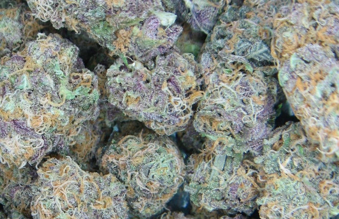 Blue Dream 10 grams