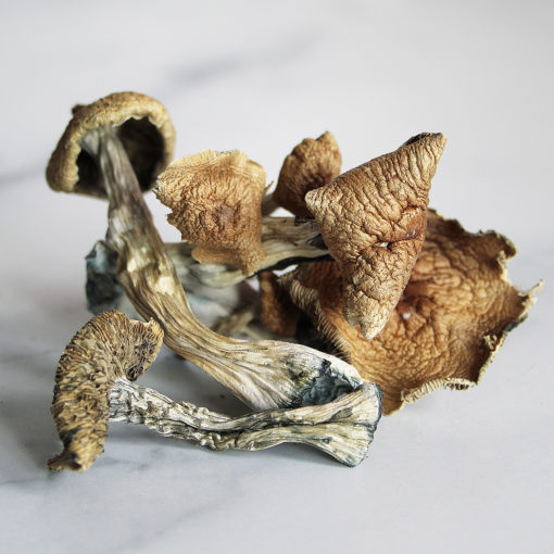 GOLDEN TEACHERS